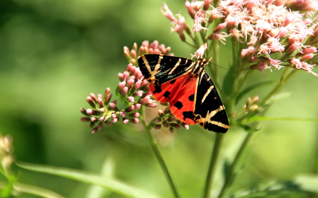 Waldkindergärten sind die perfekte Option für Kinder, die sich eine natürliche und anregende Umgebung wünschen.